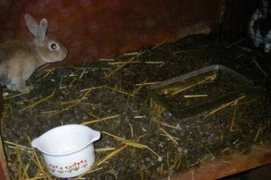 rabbit-awareness-week-300x199