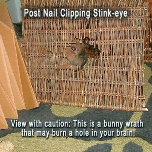 Post nail clip stink eye