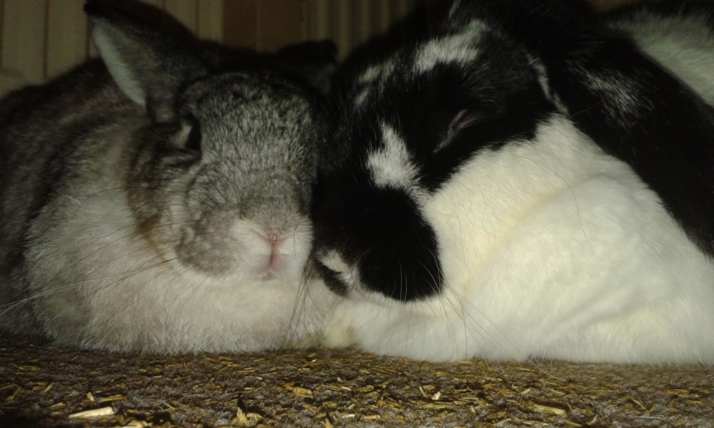 snuggle buns