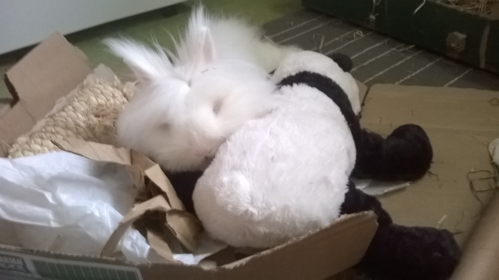 Bonding – Advocates For Rabbit Welfare