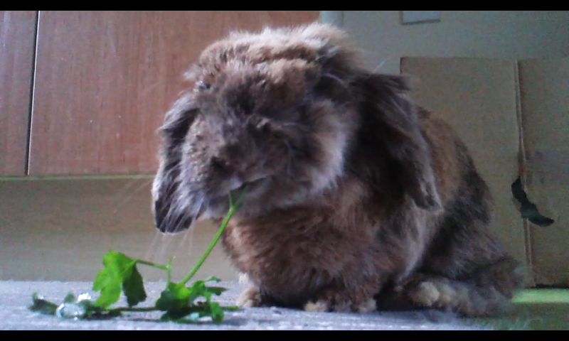 Toots – Advocates For Rabbit Welfare