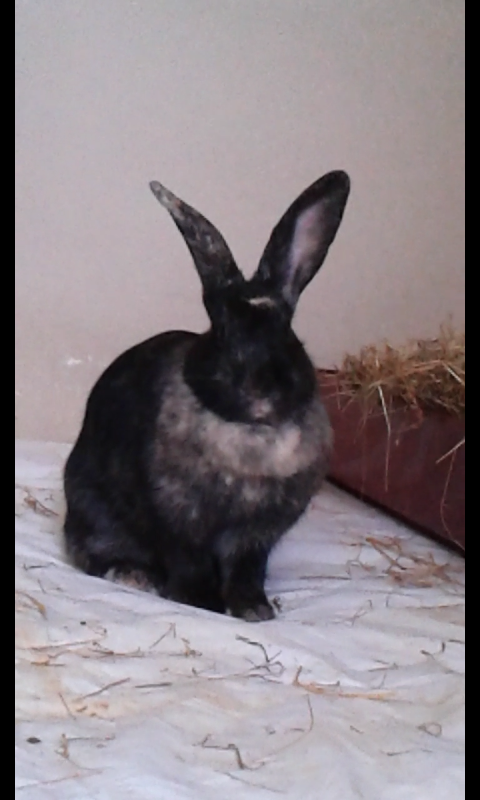 Skye – Advocates For Rabbit Welfare