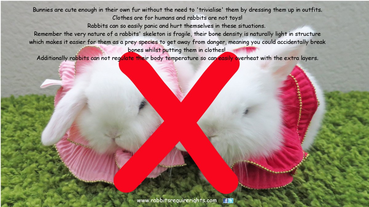 dontdressuprabbit