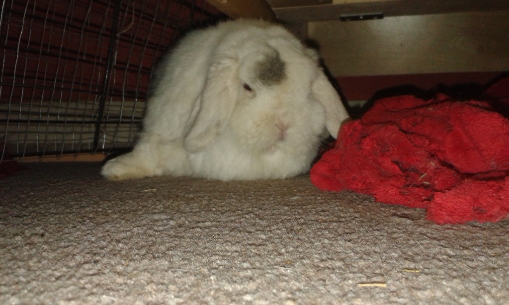 Alfie – Advocates For Rabbit Welfare